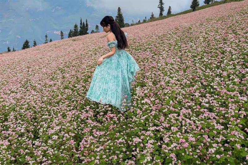 Hoa tam giác mạch Hà Giang - Bức tranh thiên nhiên tuyệt mỹ